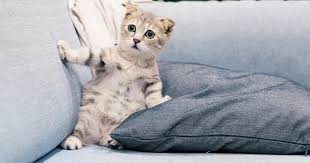 Jika mau menghilangkan bau mulut dan air kencing dengan menggunakan kopi. Hapuskan Bau Kucing Dalam Rumah Dengan 10 Cara Mudah Ini Impiana