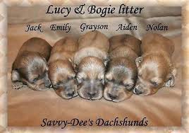 Our little piece of heaven where our little puppy angels are born. Dachshund Puppies For Sale Akc Mini Dachshunds Shaded Cream For Sale In Augusta Arkansas Classified Americanlisted Com