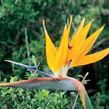 Image result for Hyparrhenia poecilotricha