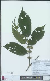 Image result for Leptonychia