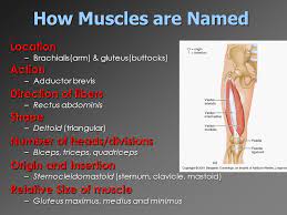 This is a table of skeletal muscles of the human anatomy. Facts Diaries Muscles Named For Their Origin And Insertion Axial Muscles Of The Head Neck And Back Anatomy Physiology However The Muscle Names Often Reflect Something About Their Action Their