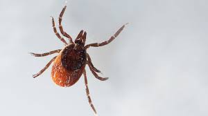 Borreliose Symptome Verlauf Und Therapie Zecken Und Krankheit