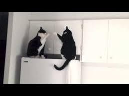 Your cat is part of your family so why not plan a birthday or anniversary day celebration? Cats Sing And Patty Cake The Birthday Song Youtube Happy Birthday Animals Funny Happy Birthday Song Birthday Songs