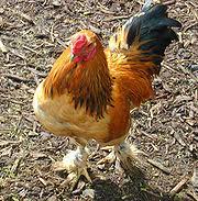 Ternak ayam petelur merupakan salah satu bisnis bermodal kecil dengan untung yang melimpah. Ayam Peliharaan Wikipedia Bahasa Indonesia Ensiklopedia Bebas