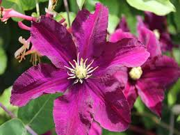 We did not find results for: Clematis Powojnik Niobe Nasze Krzewy Krzewy I Sadzonki
