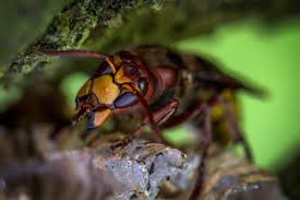 Workers are protective and aggressive when disturbed. Hornet Nest Removal And Tips Animal Control Specialists