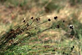 Image result for Juncus lomatophyllus