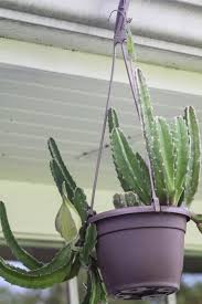 Image result for Stapelia gigantea