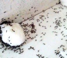 Probleme Mit Ameisen Dieser Praktische Trick Lost Das Problem Sofort Pagina 2 Van 2 Ameisen In Der Wohnung Ameisen Ameisen Im Garten