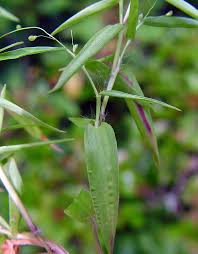 Image result for Dichapetalum deflexum