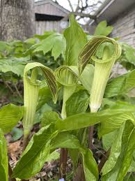 Image result for Arisaema