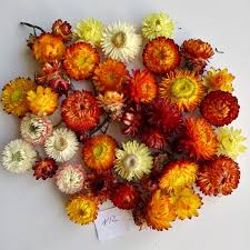 Pin On Flowers