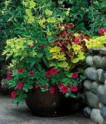 Nicotiana tabacum is an annual member of the nicotiana genus in the family solanaceae. My Recipe For Perfect Pots Take One Nicotiana Mix In Some Heuchera And Add A Twist Of Petunia Daily Mail Online