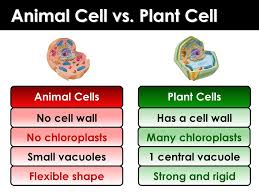 It cannot change its shape. Cells Part 1 Characteristics Of Living Things Ppt Download