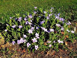 Image result for Vandellia humilis