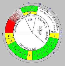 Cervical Mucus And Fertility The Cervical Factor