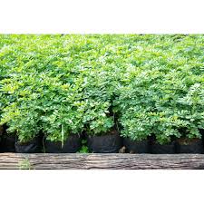 Image result for Indigofera paniculata