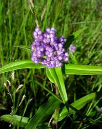 Image result for Floscopa glomerata