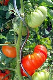 Fer a t galvanisé et plastifié polyester (120 microns). Bois Bambou Ou Metal Les Meilleurs Tuteurs Pour Les Tomates