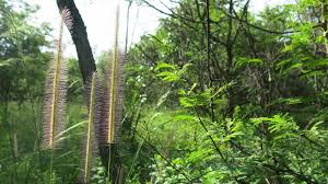 Image result for Perotis patens