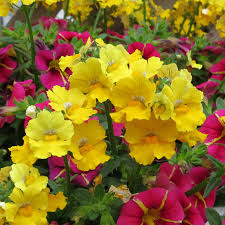 Image result for Nemesia zimbabwensis