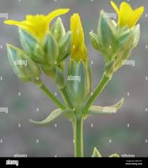 Image result for Sebaea