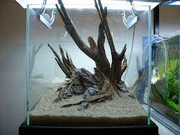 Lihatlah diagram defisiensi tanaman ini yang menunjukkan apa yang terjadi ketika elemen atau mineral tertentu hilang: 40cm Cube Nature Aquarium Nature Aquarium Aquascape Aquarium Biotope Aquarium