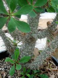 Image result for Euphorbia didiereoides