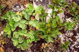 You can sometimes get berries the same year as the next day, fill it again with water and test how long it takes to drain. Weed That Looks Like Strawberry Plant Top Suggestions