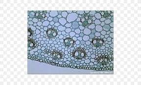 A scanning electron microscope (sem) is a type of electron microscope that produces images of a sample by scanning the surface with a focused beam of electrons. Microscope Slides Plant Cell Png 500x500px Microscope Slides Acari Arachnid Cell Doily Download Free