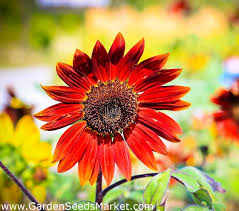 Mengenal coklat ganache yang biasanya digunakan sebagai pelapis atau isian kue. Bunga Matahari Hias Evening Sun Merah Coklat 50 Biji Helianthus Annuus Garden Seeds Market Bebas Biaya Kirim