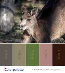 Color Palette Ideas From Kangaroo Wildlife Macropodidae Image Color Palette Nature Color Palette Color