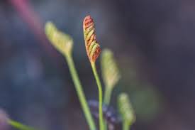 Image result for Schizaea