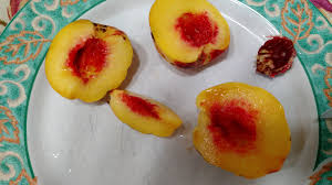 Maybe you would like to learn more about one of these? Bacterial Spot Resistant Peach For Zone 5 General Fruit Growing Growing Fruit