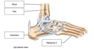 Exam 3 chs 5 dna structure and replication machinery 16 the. Chapter 9 Qs Anatomy Joints Flashcards Quizlet