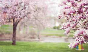 Image result for spring photos