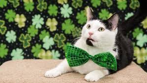 Chicken salt, the yellow salt found shaken onto chips, has been an australian staple for years. Saint Patrick S Day Safety Tips For You And Your Cat Cattime