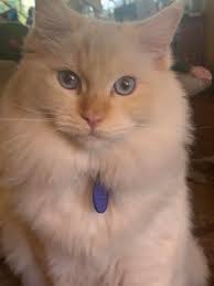 Love my boy!! So happy I made the decision to get a Ragdoll!!