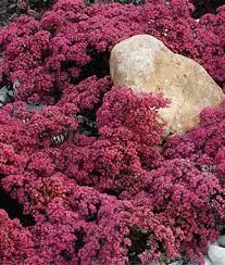 Maybe you would like to learn more about one of these? Groundcovers For Zone 5 6