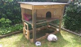 Can Rabbits and Chickens Live Together? - Hobby Farms