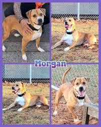 🐶Available For...