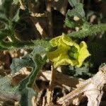 Image result for Cucumis prophetarum