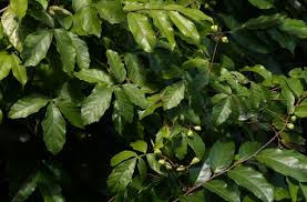 Image result for Paullinia pinnata