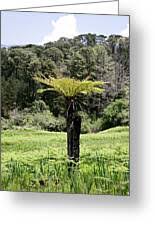 Image result for Cyathea dregei