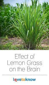 Effect Of Lemon Grass On The Brain Lovetoknow Lemon Grass Lemon Grass Benefits Planting Herbs