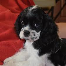 Castlehill Cockers Cute Animals Dogs Cocker Spaniel Puppies