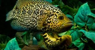 Jaguar Cichlid