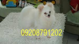 Cute Teacup White Pomeranian Price Philippines L2sanpiero