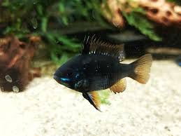 Was zeichnet den bolivianischen schmetterlingsbuntbarsch aus? Microgeophagus Ramirezi Black Schwarzer Schmetterlingsbuntbarsch Wiebies Aquawelt De