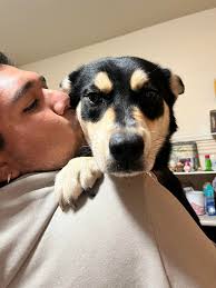 Is anyone in the country view missing their dog?